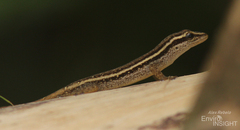 Grote's Dwarf Gecko photo 2