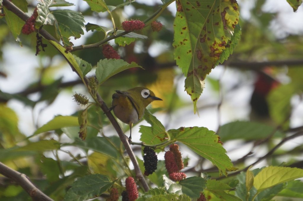 Taita White-eye photo
