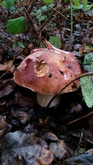 Boletus regineus