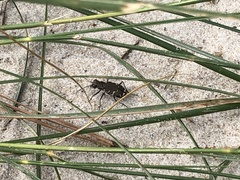 Cicindela repanda repanda