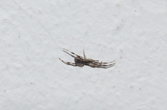 Episinus angulatus
