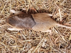 Geomys texensis