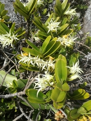Cyrtorchis arcuata arcuata