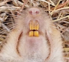 Geomys texensis