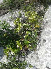 Cyrtorchis arcuata arcuata