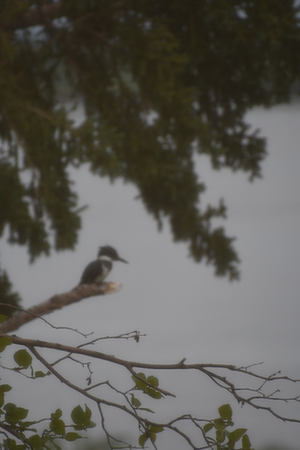 Belted Kingfisher photographed in Alaska