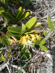 Cyrtorchis arcuata arcuata