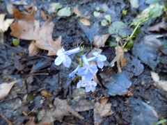 Lobelia elongata