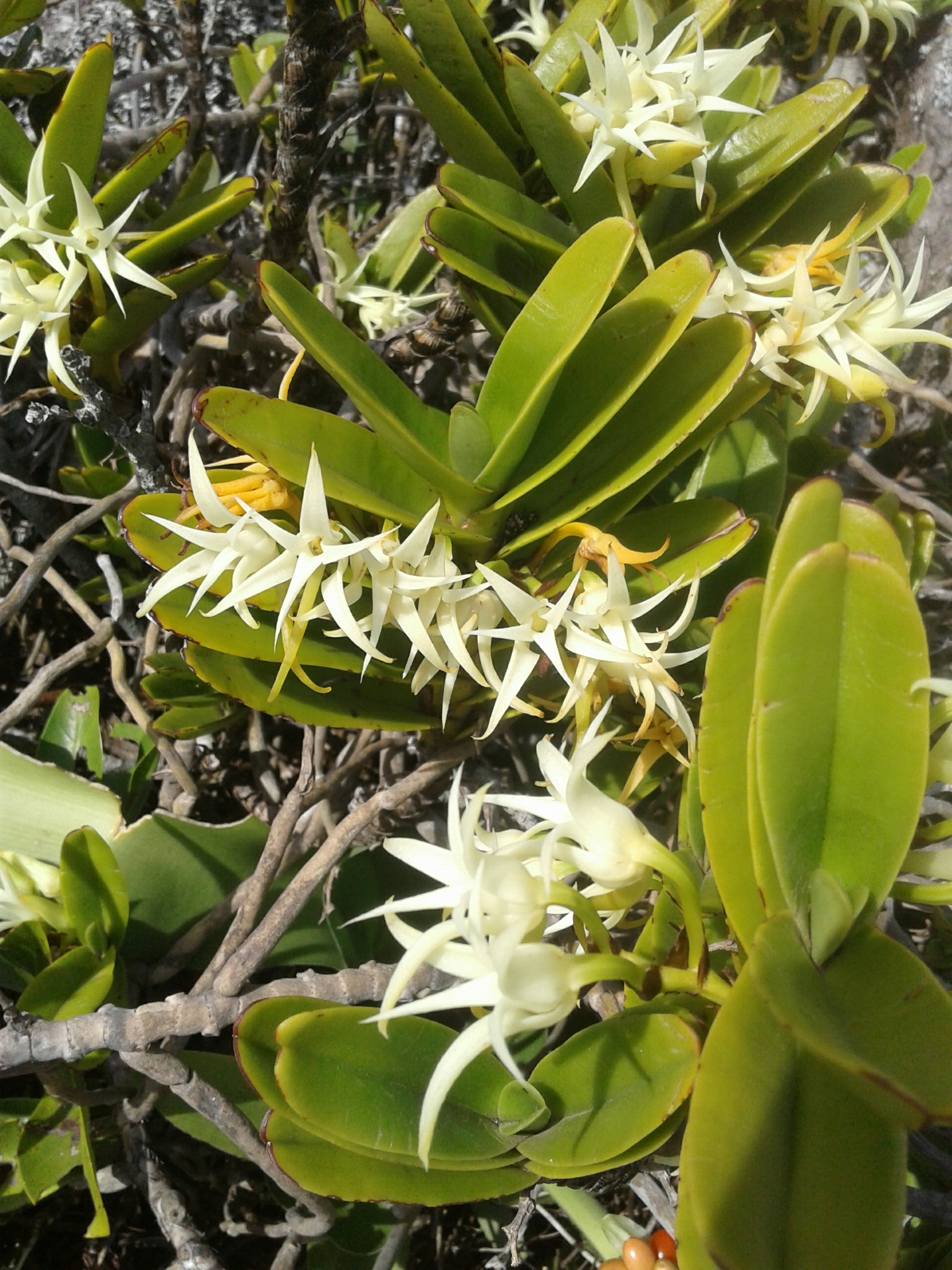 Cyrtorchis