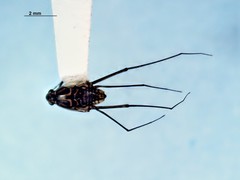 Trepobates inermis