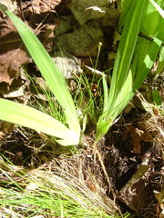 Iris lacustris