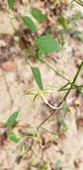 Clematis terniflora