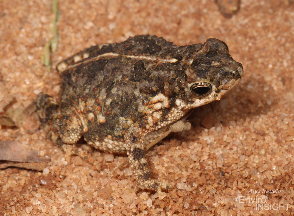 Dar-Es-Salaam Toad