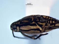 Trepobates inermis