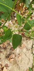 Clematis terniflora