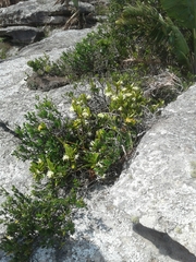Cyrtorchis arcuata arcuata