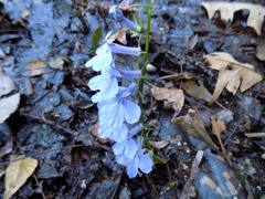 Lobelia elongata