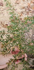 Lespedeza cuneata