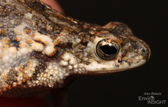 Dar-Es-Salaam Toad photo 5