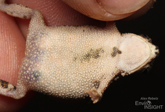 Dar-Es-Salaam Toad photo 3