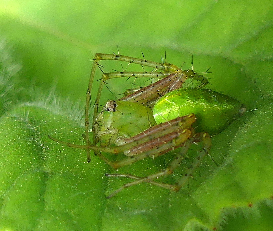 Peucetia maculifera