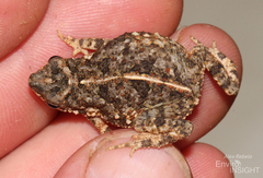 Dar-Es-Salaam Toad photo 4