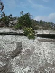 Cyrtorchis arcuata arcuata