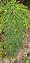 Albizia julibrissin