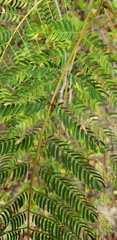 Albizia julibrissin