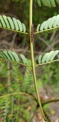 Albizia julibrissin