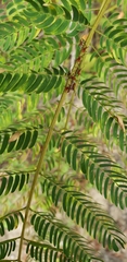 Albizia julibrissin