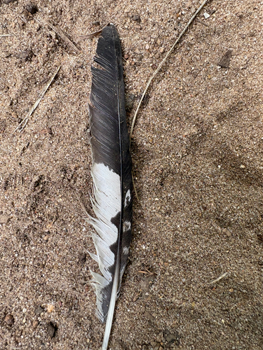 Plume de Martin-pêcheur d'Amérique