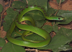 Green Water Snake photo 2