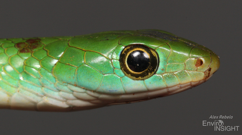 Green Water Snake