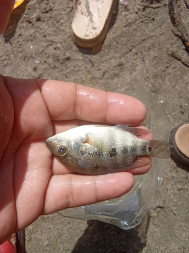 Blackthroat cichlid (Astatheros macracanthus) — Cichlidae — 5