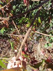 Sorbaria sorbifolia
