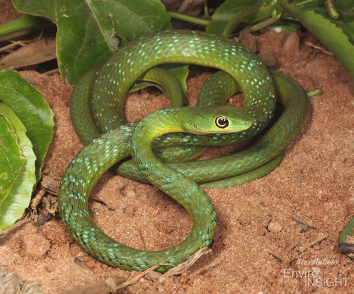 Spotted Bush Snake