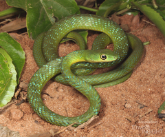 Spotted Bush Snake photo 2
