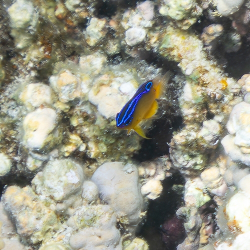 Pomacentrus aquilus observed 2025-07-16