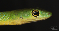 Spotted Bush Snake photo 3