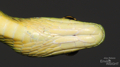 Spotted Bush Snake
