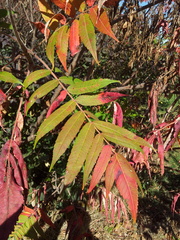 Sorbaria sorbifolia