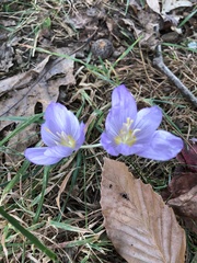 Crocus kotschyanus