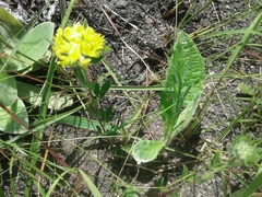 Leobordea corymbosa