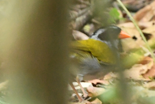 Orange-billed Sparrow (Arremon aurantiirostris), photo 9