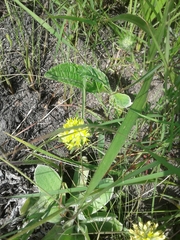 Leobordea corymbosa