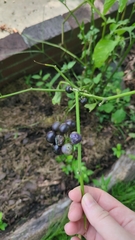 author not stated, no rights reserved Solanum scabrum, photograph author not stated, no rights reserved