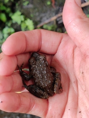 Glandirana rugosa