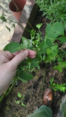 author not stated, no rights reserved Solanum scabrum, photograph author not stated, no rights reserved