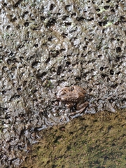 Glandirana rugosa